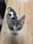 Подарявам котенца, снимка 5