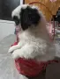 Японски хин момиченце, снимка 1