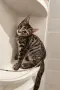 Подарявам котета/Котета търсят дом, снимка 4