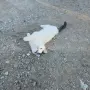 Коте на три месеца, снимка 5