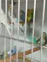 Вълнисти папагали и Корели , снимка 4