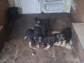 Немски овчарки !!, снимка 6