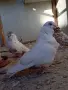 Китайски чайки., снимка 8