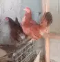 декоративни кокошки - джинки, снимка 1