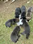каракачански кученца, снимка 2