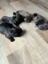 малки френски булдочета , снимка 4