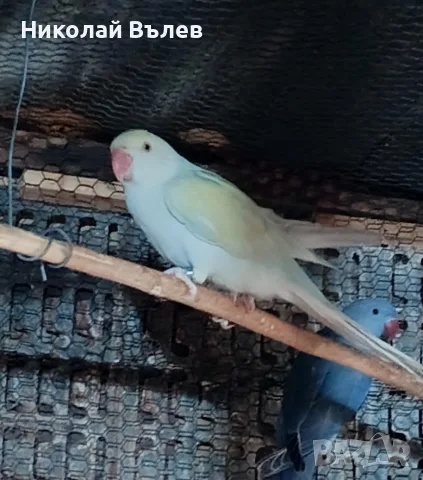 малки александри 