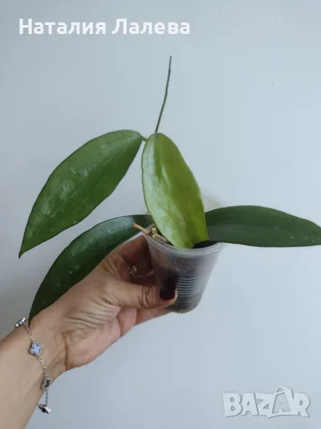 Хоя, Hoya cinnamomifolia, снимка 2 - Стайни растения - 56666295