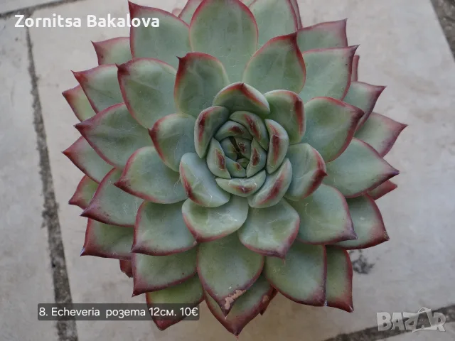 Сукуленти Echeveria различни видове, снимка 15 - Стайни растения - 56716473