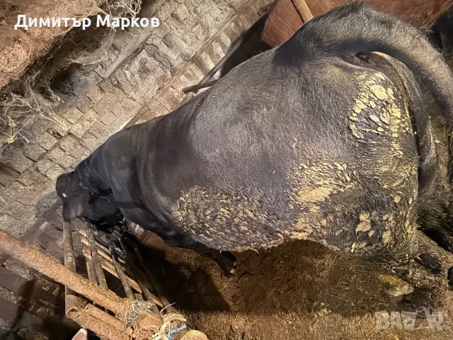 Продавам големи телета 