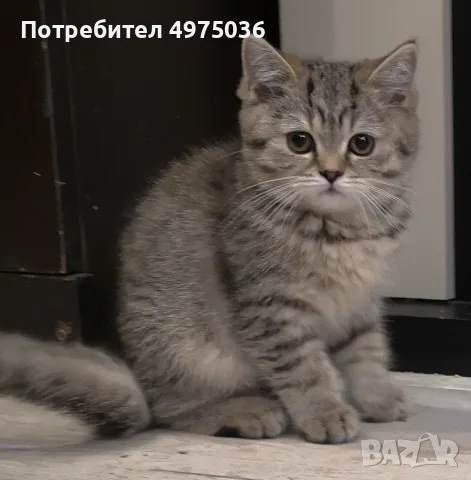 британско кьсокосместо таби момиче 