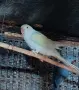 2 женски малки александри , снимка 1
