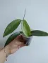 Хоя, Hoya cinnamomifolia, снимка 2