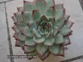 Сукуленти Echeveria различни видове, снимка 15