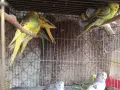 млади вълнисти папагали , снимка 9