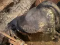 Продавам големи телета , снимка 1