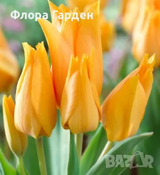 ЛАЛЕТА Луковици - ПАКЕТИ, снимка 14 - Сортови семена и луковици - 56733038