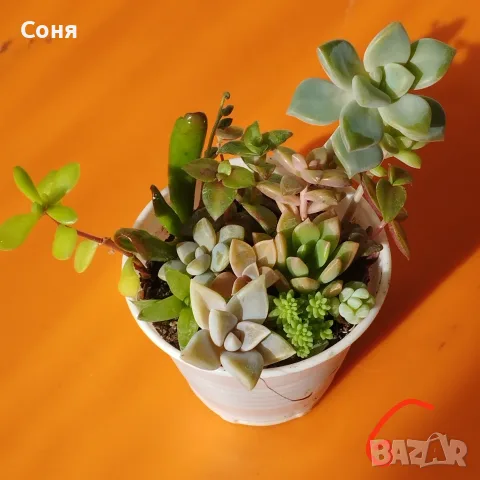 Сукуленти микс вкоренени, снимка 6 - Стайни растения - 56584249