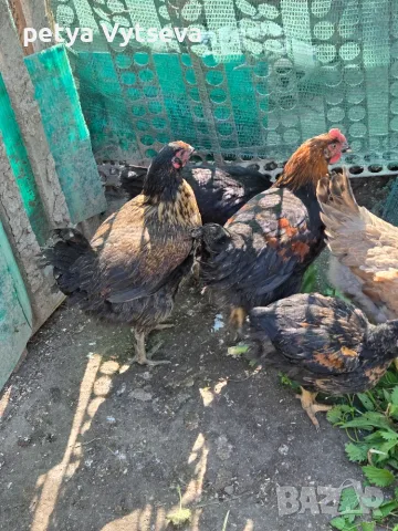  Продавам Кокошки, снимка 3 - Кокошки и пуйки - 56570019