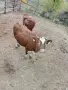 Продавам бременни юници , снимка 2