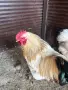 Продавам петлета мини Кохин 6 месечни, снимка 3