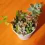 Сукуленти микс вкоренени, снимка 6