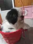 Японски хин момиченце, снимка 5
