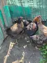 Продавам Кокошки, снимка 3