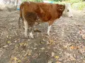 Женско теле симентал, снимка 1