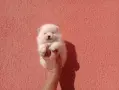 Померани. Реални снимки!, снимка 15