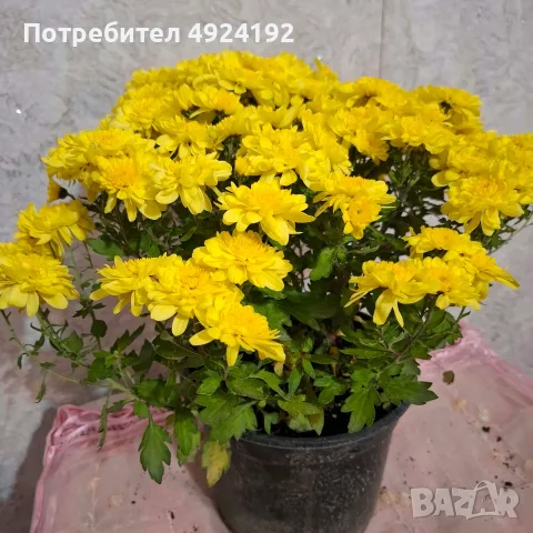 Хризантема нискостеблена, снимка 5 - Градински цветя и растения - 56567783