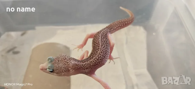 Леопардови гекони (Eublepharis macularius) 