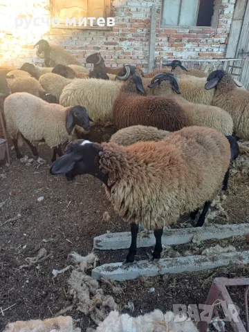 Агнета за разплод и клане, снимка 5 - Овце - 51674999