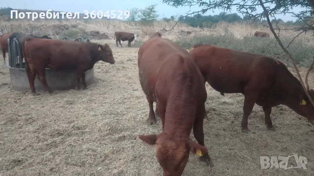 Телета за ИЗЛОЖБА ТОП , снимка 6 - Крави - 56226537