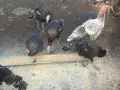 Пуйки на 4-месеца , снимка 7