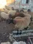 Агнета за разплод и клане, снимка 5