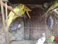 млади вълнисти папагали , снимка 7