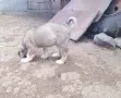 Продавам малко кученце, снимка 2