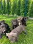 кученца Кане Корсо , снимка 3