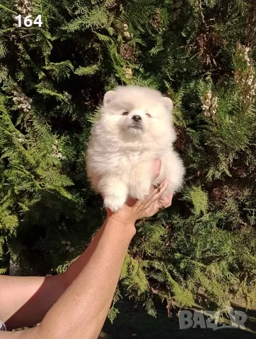 Померанче. Момченце.