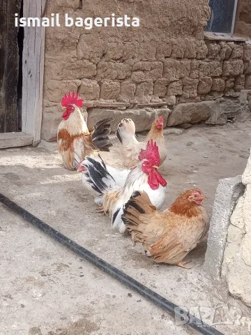 Продавам кокошки шабо,