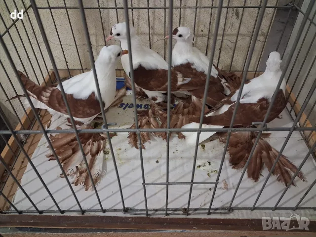 саксонски чайки , снимка 3 - Гълъби - 53249409