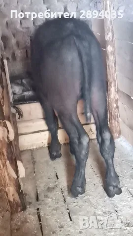 мъжо биволче на 5 месеца 