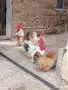 Продавам кокошки шабо,, снимка 1