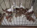 саксонски чайки , снимка 3