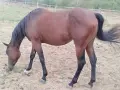 Продавам кобила Куотър хорс , снимка 2
