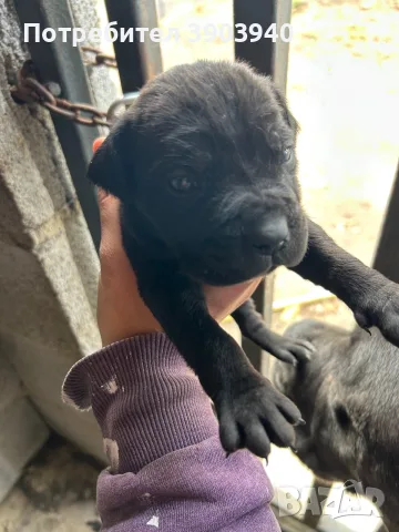 Продавам кученца Кане корсо, снимка 8 - Кане корсо - 56632933