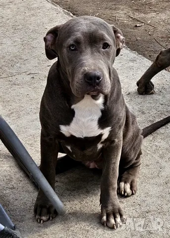 Американско Були Хл American bully Xl , снимка 2 - Питбул - 56611521