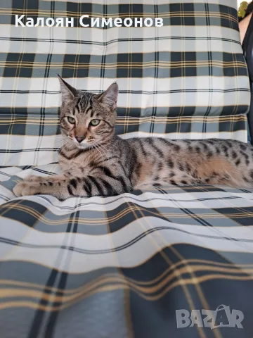Мъжка бенгалска котка