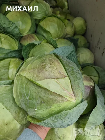 Прясно и крехко зеле Кьосе , снимка 2 - Домашни продукти - 56661116
